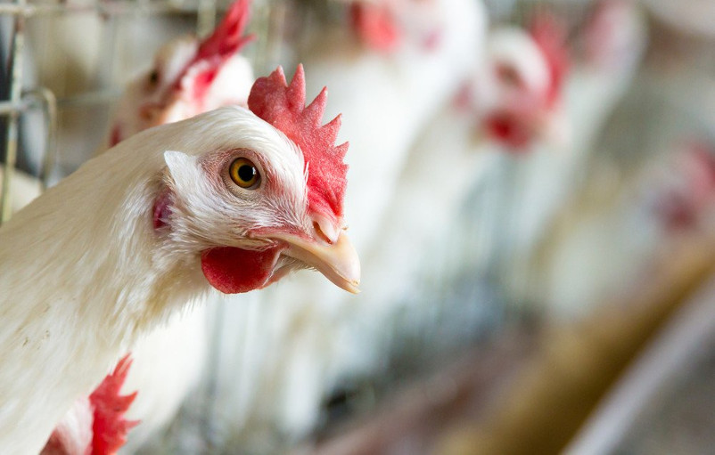چگونه از مرغ و تخم مرغ، آنفولانزا نگیریم؟!